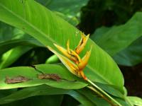 Heliconia Golden Torch - Botanischer Garten Puerto de la Cruz